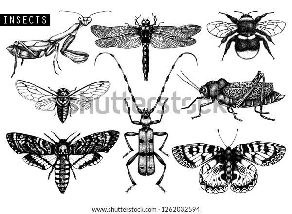昆虫の細かいスケッチのベクター画像コレクション 白い背景に手描きの蝶 甲虫 トンボ セミ バンブルビー バッタ マンティスのイラスト ビンテージ昆虫 学図 のベクター画像素材 ロイヤリティフリー