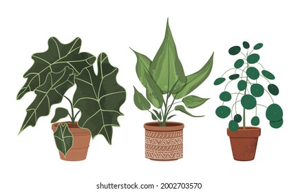 Colección vectorial de plantas de la casa en macetas de arcilla. Colección de diferentes plantas interiores con hojas texturadas y detalladas en macetas de arcilla. Alocasia, Pilea, Dieffenbachia. 