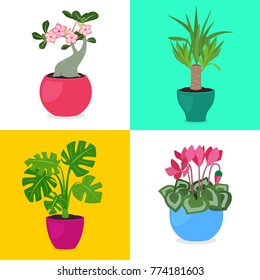 Vector collection of houseplants in flower pots:
Adenium, Yucca, Monstera deliciosa, Cyclamen