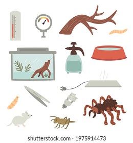 vector collection of illustrations related to home tarantula care