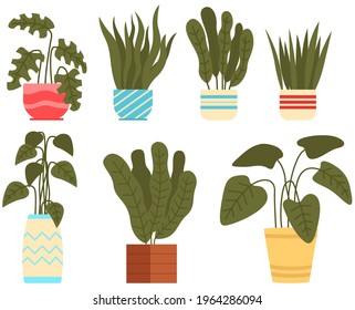 Vector collection of indoor, house plants in pots. Home decorative and deciduous plants in flat style. Set of elements for interior design of house, room or office isolated on white background