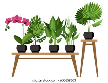 Vector collection of indoor, house plants in pots. Home decorative and deciduous plants in a flat style. Isolated elements on white background.