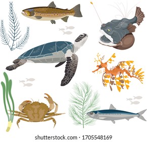 Vector collection of inhabitants and objects of sea fauna. Fishes, crab, algae, seahorse and turtle vector. Sea creatures cartoon. Fish set. Osean fauna set. Animals vector