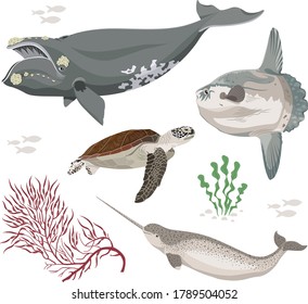 Vector collection of inhabitants and objects of sea fauna. Whale, moonfish, turtle, narwhal vector. Ocean animals illustration. Marine animals vector. Different giant ocean dwellers color vector icons