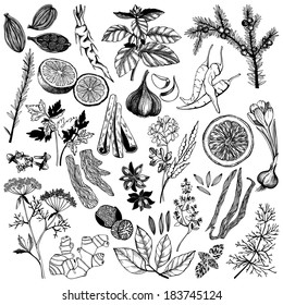 Vector collection of ink hand drawn spices and herb isolated on white background