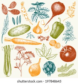 Vector collection of ink hand drawn vegetables, herbs and spices. Vintage healthy food illustration. Colored food drawings