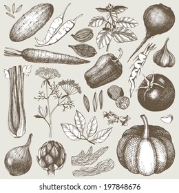 Vector collection of ink hand drawn vegetables, herbs and spices. Vintage healthy food illustration.