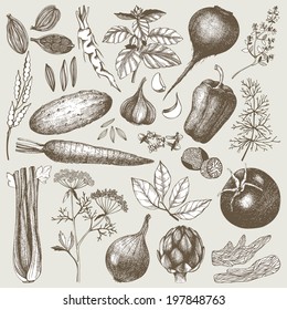 Vector collection of ink hand drawn vegetables, herbs and spices. Vintage healthy food illustration. 