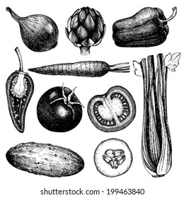 Vector collection of  ink hand drawn vegetables. Vintage healthy food illustration isolated on white