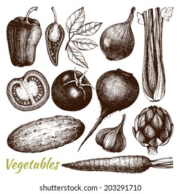 Colección vectorial de verduras cosechas a mano aisladas en fondo blanco. Ilustración vectorial de alimentos saludables. Ilustración de cocina.