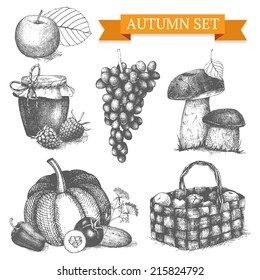 Vector collection of ink hand drawn autumn illustration. Vintage decorative harvest sketch isolated on white.
