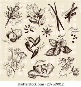 Vector collection of ink hand drawn spices and herb.
