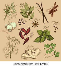Vector collection of ink hand drawn spices and herb.