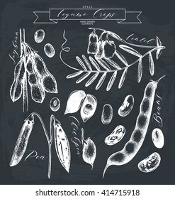 Vector collection of ink hand drawn legume crops sketches. Vintage set of legumes  products. Farm fresh and organic food illustration