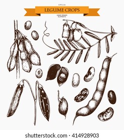 Vector collection of ink hand drawn legume crops sketches. Vintage set of legumes  products. Farm fresh and organic food illustration