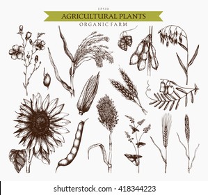 Vector collection of ink hand drawn agricultural plants sketches. Vintage illustration with legumes, cereal crops, sunflower and flax. Farm fresh and organic products set.