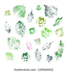 Vector collection of ink printing leaves isolates on white background. Forest design elements. Perfect for seasonal advertisement, invitations, cards, backgrounds. For eco goods wrapping.
