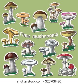 Vector collection of isolated garden and wild berries. Sticker elements. 