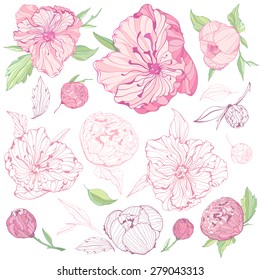 Vector collection of isolated pink peony flowers ,isolated on the white background, for your design