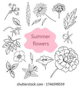 vector collection of isolated summer flowers, hand-drawn, black and white, doodle, sketch