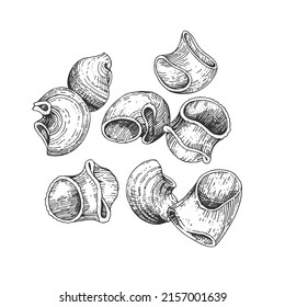 Vector collection of large types of pasta. Gomiti rigati. Hand-drawn sketches. Vintage style engraving