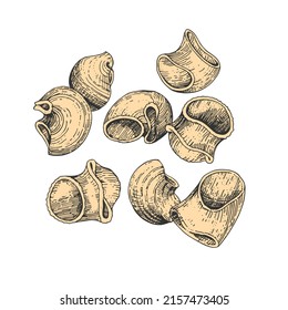 Vector collection of large types of pasta. Gomiti rigati. Hand-drawn color sketches. Vintage style engraving