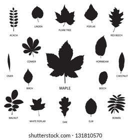 Vector collection of leaf silhouettes isolated on white background