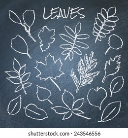 Vector collection of leaves silhouettes hand drawn on chalkboard