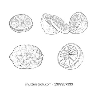 Vector Collection of Lemon Sketches, Different Citrus Drawings, Outline Black Illustrations Isolated on White Background.