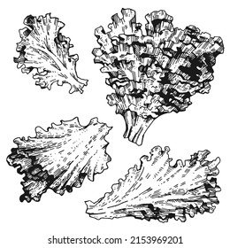 Vector collection of lettuce leaves. Fresh plants. A set of hand-drawn monochrome sketches. Vintage style engraving