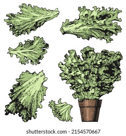 Colección vectorial de hojas de lechuga. Plantas de macetas frescas. Un conjunto de esbozos de color dibujados a mano. Grabado de estilo vintage