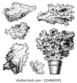 Vector collection of lettuce leaves. Fresh potted plants. A set of hand-drawn monochrome sketches. Vintage style engraving