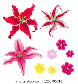 
Vector collection of lilies and pink flowers

