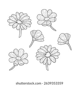 Vector collection of linear images of gerbera on white background.