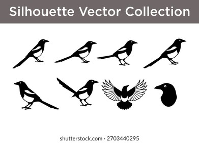 Vector colección de siluetas de aves urraca en varias poses, perfectas para proyectos de naturaleza, vida silvestre y Diseño gráfico.
