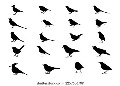 Vector collection of many types of bird silhouettes