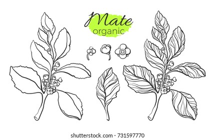 Vector collection of mate branches. Realistic nature set of leaves and flowers. Floral art line sketch on white background. Botanical drawing. Organic food Eps.10