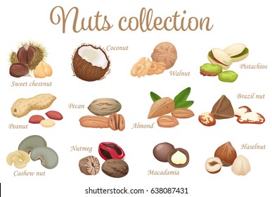 Vector collection mix of different types nuts