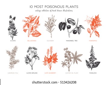 Vector collection of most poisonous plants. Botanical hand drawn illustration. Vintage noxious plants sketch set isolated on white.