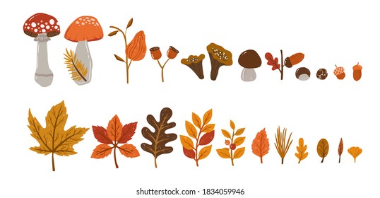 Vector collection of mushrooms, leaves, and nuts. Autumn plants isolated on white background 