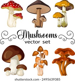 Vector collection of mushrooms.Colored vector collection of beautiful forest mushrooms on transparent background.