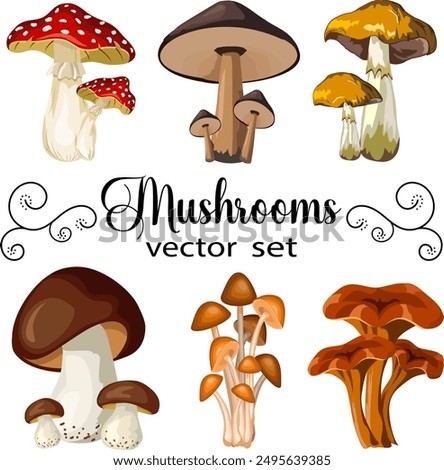 Vector collection of mushrooms.Colored vector collection of beautiful forest mushrooms on transparent background.