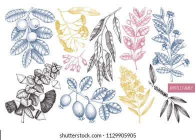 Vector collection of Myrtle family plants illustrations. Hand drawn myrtus, tea tree, guava fruit, eucalyptus, feijoa sketches. Essential oils ingredients for cosmetics and medicine. In color.