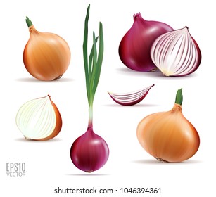 Vector collection of onions with slices isolated on white. Realistic 3d vector onion