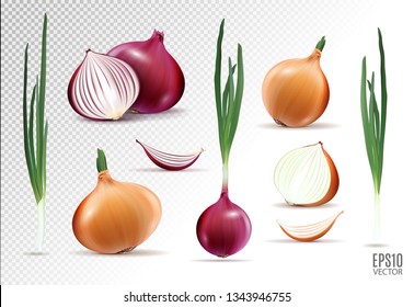 Vector collection of onions with slices isolated on transparent background. Realistic 3d vector onion