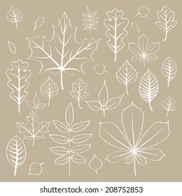 Vector collection of outlined autumn leaves on beige background | Vector fall leaves white contours set on beige background