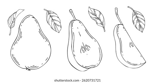 Vector collection of pear illustrations. Hand drawn sketches of fruits and leaves.