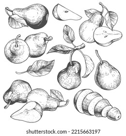 Vector collection of pear illustrations. Hand-drawn sketches of fruits and leaves. Vintage style engraving