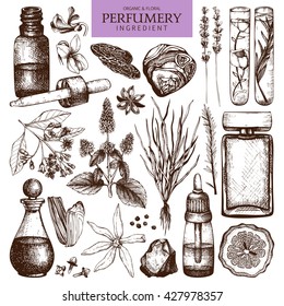 Vector collection of perfumes and cosmetics ingredients sketch. Vintage set of hand drawn herbs and plants illustrations. Aromatic materials for Perfumery.