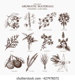 Vector collection of perfumes and cosmetics ingredients sketch. Vintage set of exotic plants illustration for perfumery. Aromatic materials. Exotic flowers set.